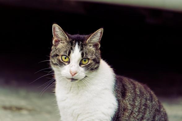 Cat with yellow eyes and mostly grey tabby markings with a white dilution around the neck and extended up to the face.  It is looking right at you with its ears erect,  the head,  some of the front and the back are visible but the lower front leg and torso are off the bottom of the frame.
