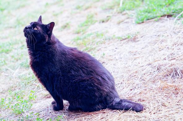 A black cat sits outdoors on ground covered by straw with a few patches of green glass,  she's seen side on on the left side of the frame with her tail pointing to the bottom right,  there is just a tiny gap between the back of her front paws and her torso and rear paws.