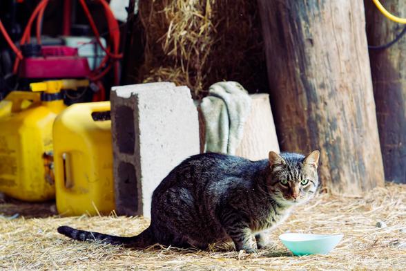 Grey tabby cat with green eyes looks at the camera while he sits next to a food bowl,  he's facing right and his tail extends to the left.  He's on a bed of straw and behind him are some cindeblocks and yellow diesel cans,  hay bales, a rag, a big stump,  and the red engine covering of a pressure washer.