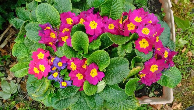 Looking down at some mainly pink primulas, in the midst of their green leaves. 