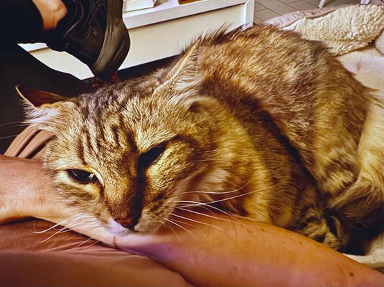 A close-up of a fluffy tabby cat resting his head on my arm, his eyes more than half open. The rest of his body is compacted between me and his fleece basket.