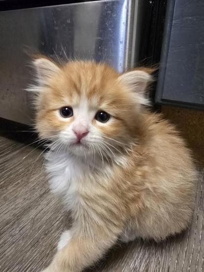 A very fluffy, roughly 5 week old orange tabby kitten looks pensively into the camera.
