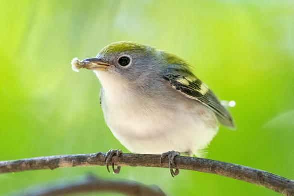 Chestnut-sided warbler: A close-up of a small perched bird with a gray face, a neat white eyering, a green cap, two white wingbars, and a white belly, as well as a grub in its beak