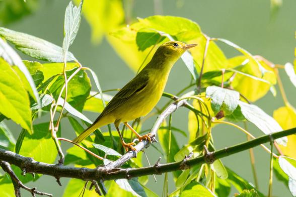 Yellow warbler: A small yellow bird stretches up its neck as it looks skyward, while perched in a tree with lime-green leaves and samaras