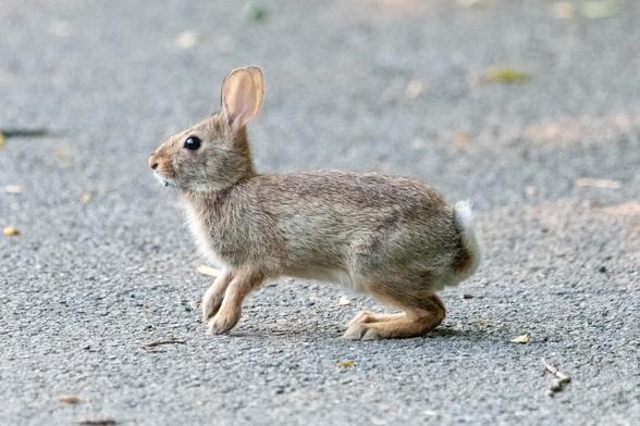 A bunny, pink ears up and flexed, pauses on a sidewalk, with its front paws just barely touching the ground