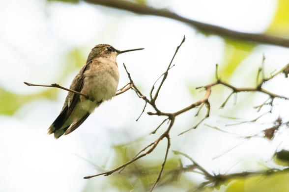 Ruby-throated hummingbird: A hummingbird with a white belly and a green cap sits at the end of a zigzag branch