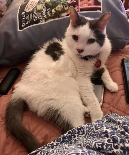 a white cat with black markings is sprawled on a couch, atop several remote controls, one of which is completely hidden from sight