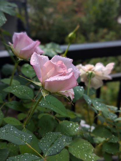 Light pink/lavender rose blossoms dappled with raindrops