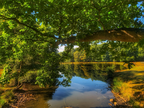 A small lake photographed beneath an overhanging branch in glorious sunshine 