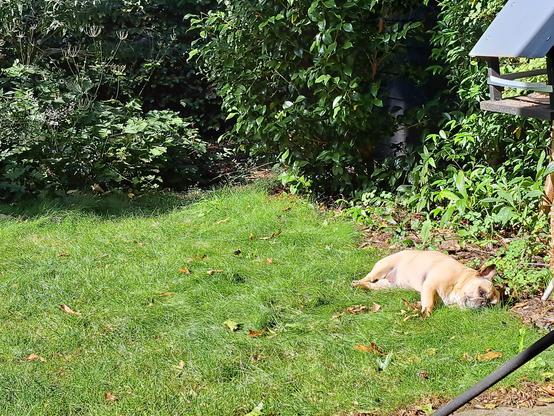 Liggende hond in het zonnetje in het gras.