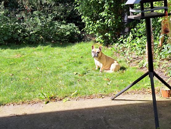 Hond zittend in het gras.