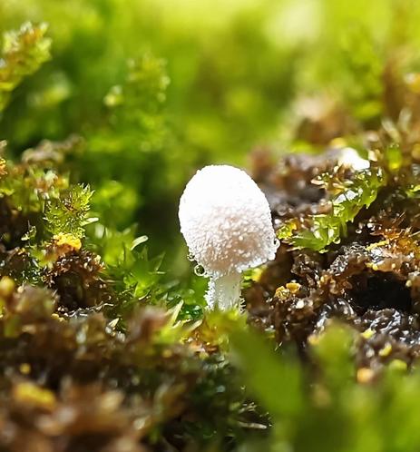 The macro photo shows a very small mushroom with a hat similar to a tall helmet. On the side of the hat you can see tiny round drops of clear water. It has a soft white color.
It grows from a stand of green moss that is wet and its leaves are partially translucent.