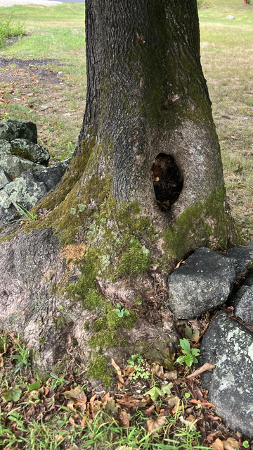A tree with an oval hole in the trunk wrapped its roots around a lichen covered stone wall for decades 