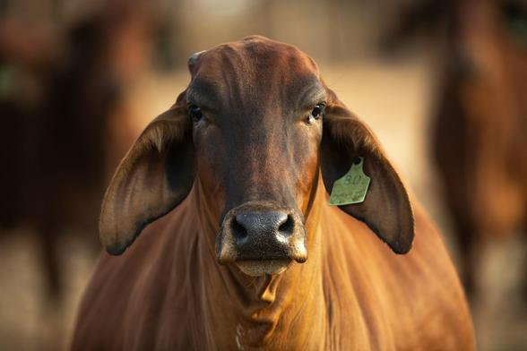 Close-up image of a brown Brahman cow with large, floppy ears, one tagged with a green label. The cow looks directly into the camera with a calm and gentle expression. The background is softly blurred, highlighting the cow’s face and features under warm, natural lighting.

Photo by Pieter van Noorden on Unsplash
