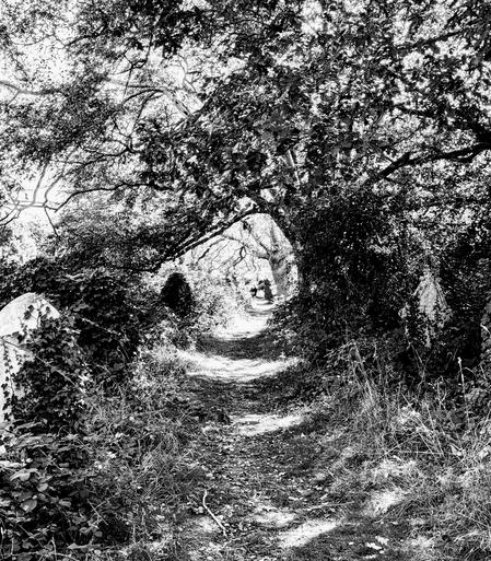 Portal path in Southampton Old Cemetery, leading off between ivy-covered gravestones and overhanging trees into bright sunshine 