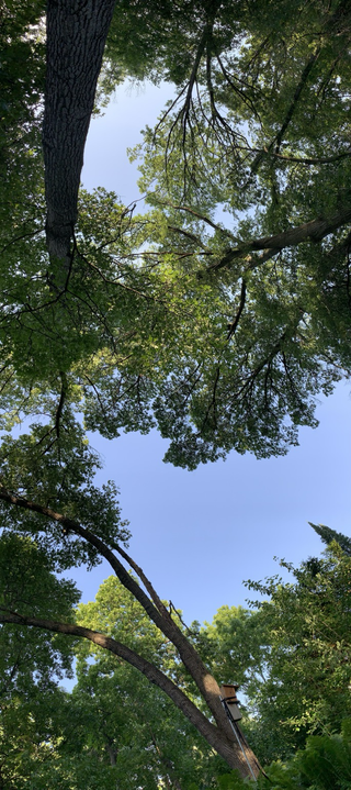 Robles centenarios, o a lo menos 80 años de edad. Su sombra es importante para disminuir calor y sol directo en verano. Por ser robles su madera es fuerte.