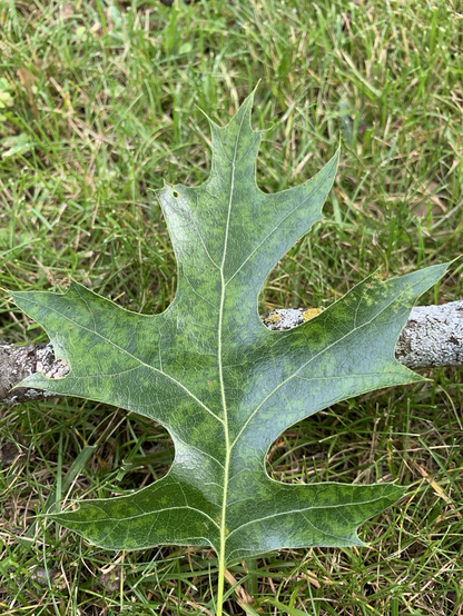 Los robles dejan muchas hojas y palos que se tienen que limpiar en otoño. Las hojas se pican con el cortador de pasto y ayudan el césped. Los palos se necesitan sacar antes de cortar el pasto.