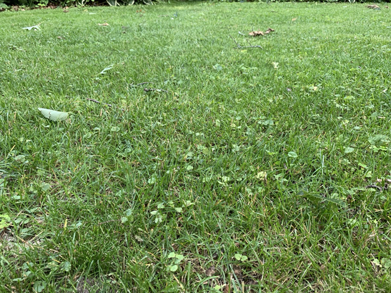 La mezcla de especies desde la perspectiva de alguien sentándose sobre el suelo. Me enseñaron que en los años 50’s la semilla de pasto césped se vendía ya mezclado con plantas herbáceas de césped como el trébol. 