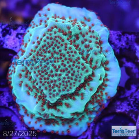 This aquacultured Jedi Mind Trick Montipora is super healthy and has grown in nicely.  It is available now in our WYSIWYG coral section, but it will not be long until it outgrows our standard shipping containers and will be removed from the site.
#TerraReef #Aquaculture #SPS #Montipora #reefJedi #AquariumGoals #allmymoneygoestoaquariums #allmymoneygoestofish #aquaria #aquarist #aquariumlife #aquariums #aquariumsofinstagram #coral #coraladdict #coraladdiction #CoralCollector #coralhobbyist #coralphotography #coralreef #homeAquarium #macro #reef #reefers #reefhobby #reeflife #reeftank #reefaquarium #saltwaterfishtank #tankGoals #WYSIWYG