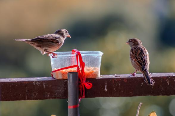Sparrows using the bird feeder installed on the balcony of my parents' apartment.

#birds #sparrows #Słupsk #September #autumn #Poland #latesummer 