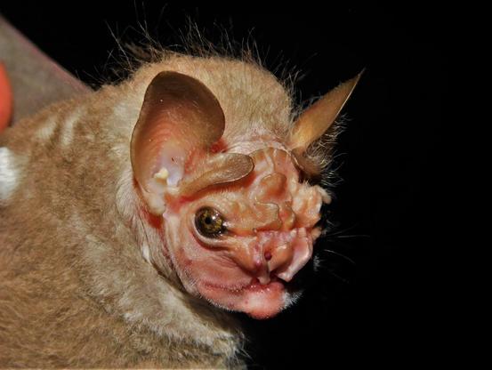 Murciélago con cara sin pelos, pero con muchos pliegues de piel.