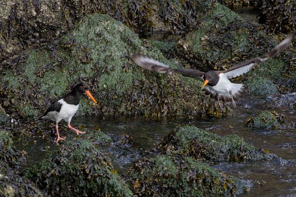 Two Oystercatchers (Haematopus ostralegus) on some rocks covered with seaweed. One is standing while the other is approaching to land.