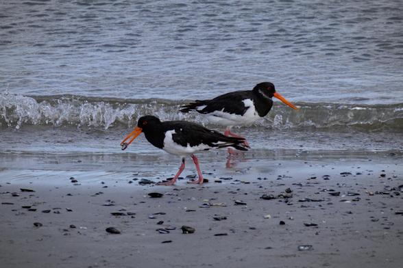 Two oystercatchers (Haematopus ostralegus) on the beach at the shoreline with waves rolling in from behind. The one in front has a shell in its beak and the beach is covered with clam and mussel shells.
