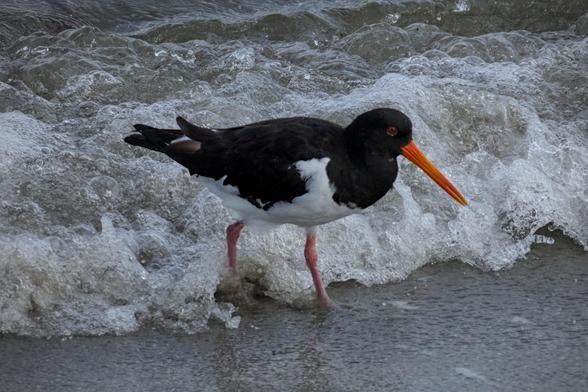 Oystercatcher (Haematopus ostralegus) about to be hit by a splash of water.