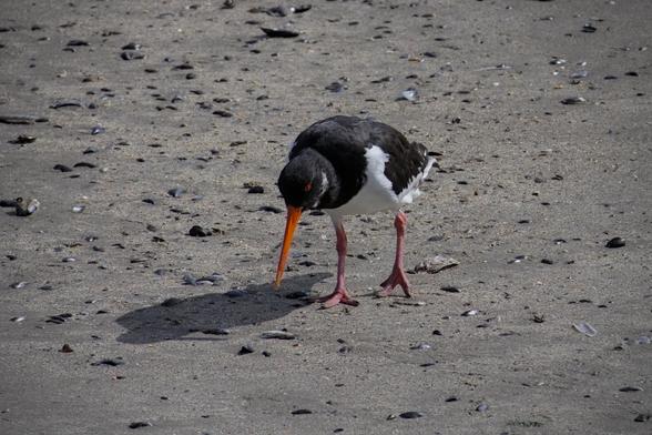 Oystercatcher (Haematopus ostralegus) on the wet sand looking for its next snack between all the shells that the sea has deposited.