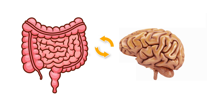 Gut-brain axis diagram