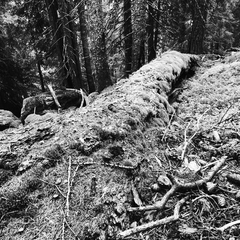 Un tronco di albero ricoperto di muschio al lato di un sentiero nel bosco
