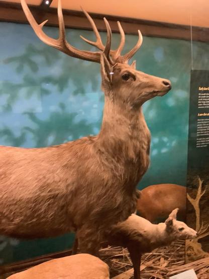 The #reddeer (Cervus elaphus) is one of the largest deer species. A male red deer is called a stag or hart, and a female is called a doe or hind. The red deer inhabits most of Europe, the Caucasus Mountains region, Anatolia, Iran, and parts of Western Asia. It also inhabits the Atlas Mountains of Northern Africa, being the only living species of deer to inhabit Africa. Red deer have been introduced to other areas, including Australia, New Zealand, the United States, Canada, P… See more
