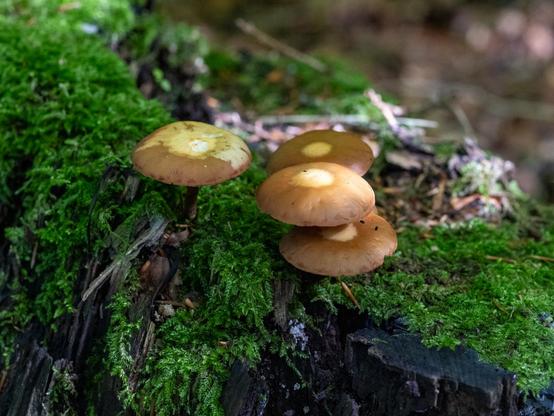 Auf altem Baumstumpf im Wald kräftig grünes Moos und darauf vier kleine hellbraune Pilze mit ihren Schirmchen.