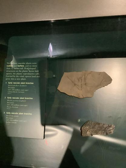 Early vascular plant branches
#Zosterophyllumdeciduum
#Devonian
(417-354 million years ago)
Lohmar-Breidt, German