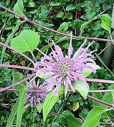 A photograph I took recently of wild bergamot growing in my garden... it contemplates its existence.