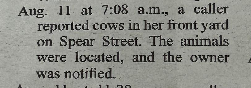 Text excerpt from a newspaper reporting that a caller reported cows in a front yard on Spear Street. The animals were located and the owner was notified.
