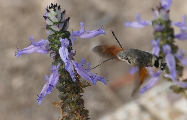 Ein Taubenschwänzchen - die schnellen Flügel sind kaum zu erkennen - taucht seinen langen Rüssel in die lila Blüte eines Lavendelstängels.