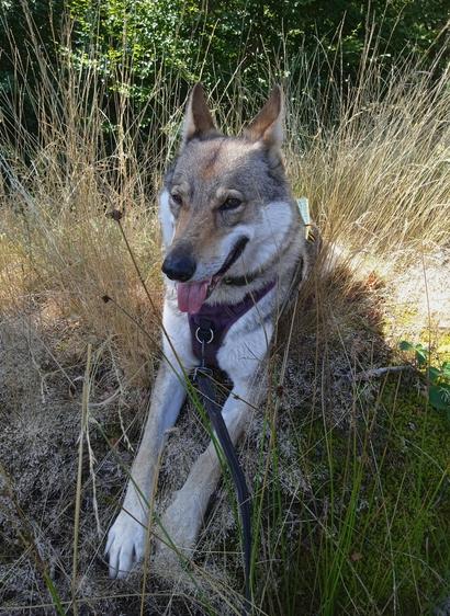 A large dog sitting in sunbleached dry grass, posing nicely and giving me the eye. Her long pale legs are stretched across the ground, soft feathery grass I wanted to photograph crushed underneath. Her tongue is out, ears back, a slight smile. Look how good I am.