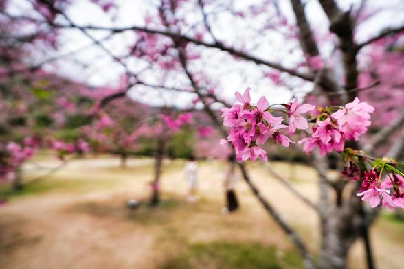In the mountains of central Taiwan, each spring brings the delicate spectacle of cherry blossoms, transforming valleys and village paths into soft clouds of pink and white. The blossoms, known locally as sakura, flourish in the cool highland climate of places such as Alishan and Wuling Farm, where the air carries the fragrance of pine and tea fields. Their fleeting beauty has long been cherished as a symbol of impermanence, drawing families, pilgrims, and travelers to pause beneath the blooming branches. Against a backdrop of mist-shrouded peaks and terraced hillsides, the blossoms seem to hover like a dream between earth and sky, reminding visitors of the harmony between nature’s grandeur and its most fragile expressions.