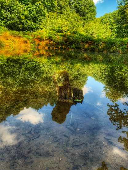 Wooden post protruding from pool of water in which foliage is reflected 