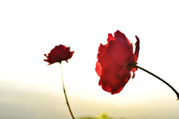 Rosas rojas a contraluz, fondo blanco con matices amarillos y grises, dados por una punta de la montaña y el tono del atardecer, en la esquina inferior izquierda.