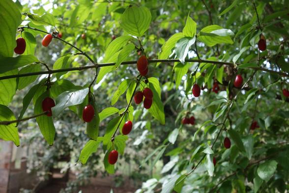 Cornouilles mûres, elles ressemblent à des olives allongées de couleur rouge.