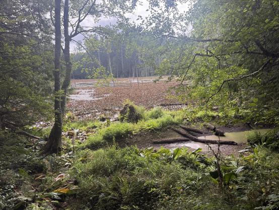 A tranquil scene of a forested area with tall trees and dense greenery. In the background, a body of water covered with brown leaves and lily pads is visible, surrounded by more trees and undergrowth. The atmosphere is calm and natural. But, the big beaver pond in the Anacortes Community Forest Lands are very dry.  Much dryer than usual this time of year.