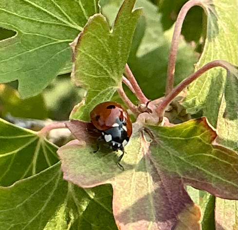 A ladybug close up, she is resting on a golden currant bush.