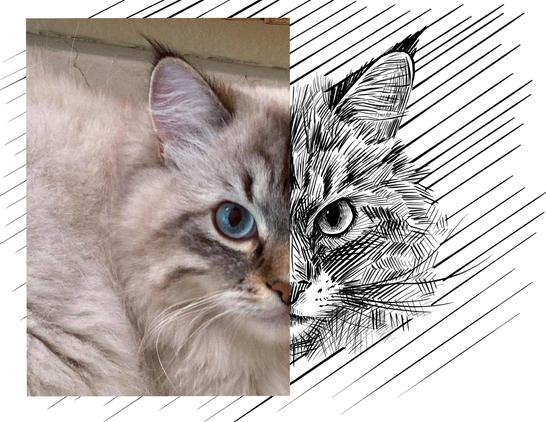 Black and white drawing of a Siberian Cat named Smokey, with the left half of the image being the reference.