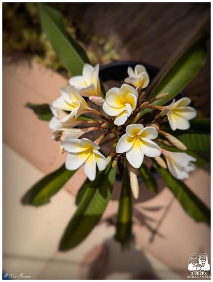A vibrant photograph showing a bunch of white and yellow frangipani blossoms from above, with a few large, dark green leaves visible.
The image has a shallow depth of field, with the focus on the flowers, and a small, blurred reflection is visible in the background.