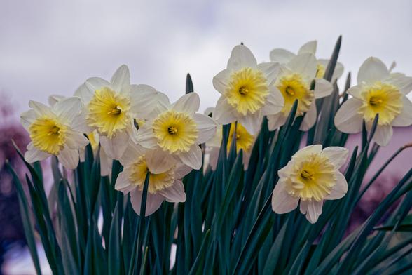 10 white daffodils with white outer petals and a yellow core rising out of dark green grass-like foliage with a white cloud-like background