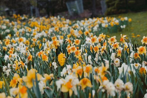 Large bed of daffodils fills most of the frame coming in from the left with some close-cropped grass to the right and some blurred out structure near the top.  Daffodils about halfway up the frame are perfectly focused but they're pleasantly fuzzy in the far and close fields with a good mix of all-white, yellow and yellow and orange varieties.