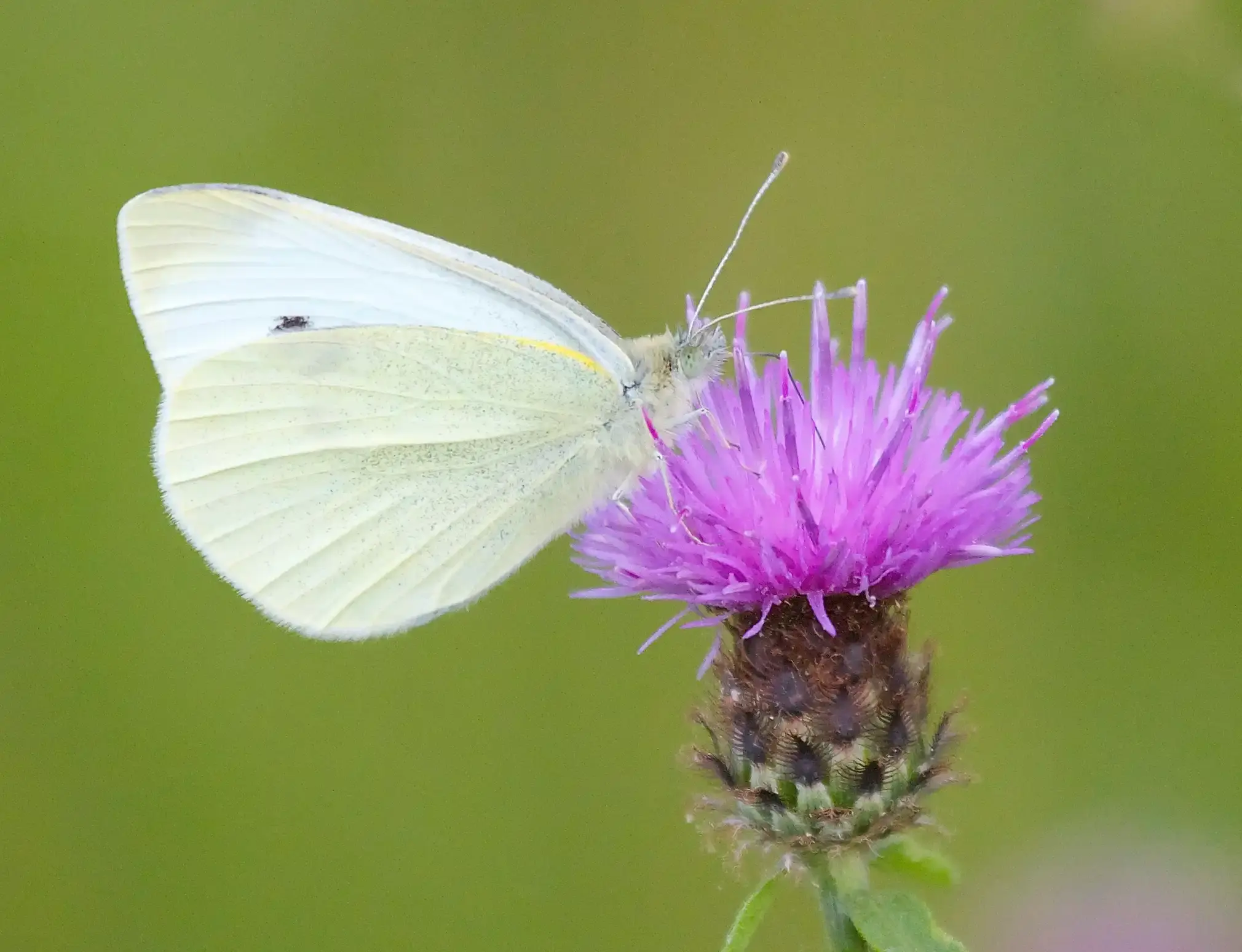 A small white on a purple flower.
