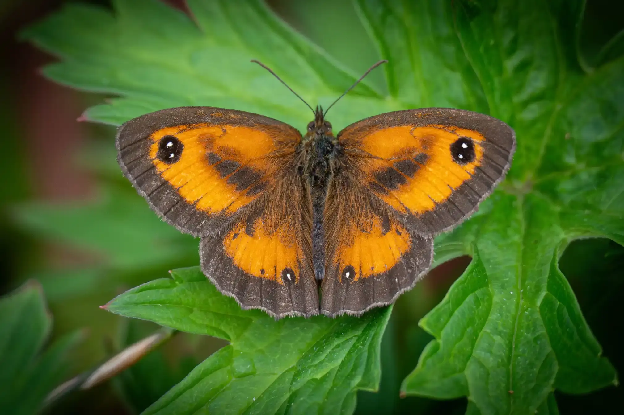 Gatekeeper butterfly (orange with a brown trimming) on a green leaf.